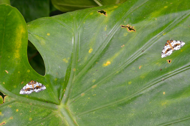ユウマダラエダシャク