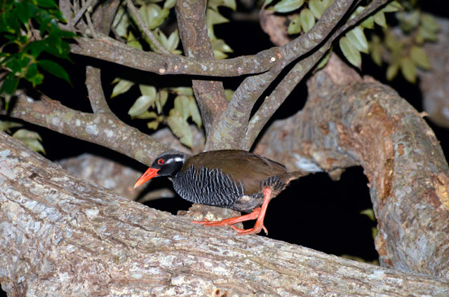 ヤンバルクイナ