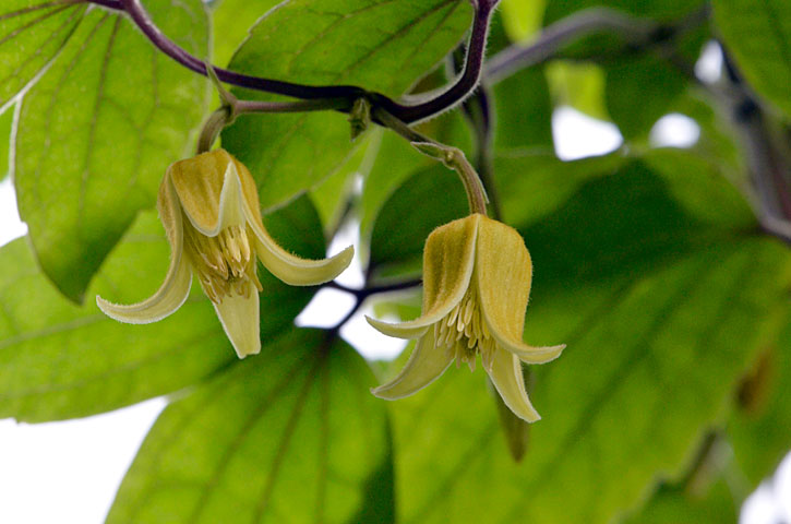 ビロードボタンヅル花