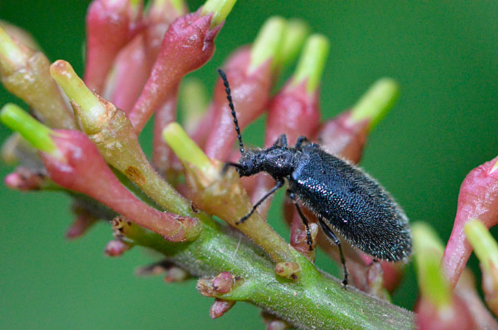 ウルマクロハムシダマシ