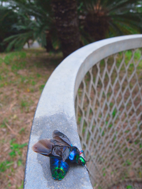 ラデンキンカメムシ