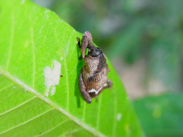 ヒラヤマナガメゾウムシ