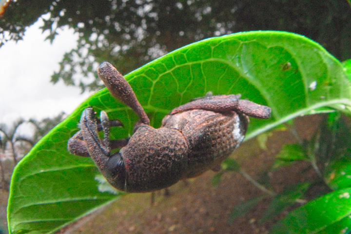 ヒラヤマナガメゾウムシ