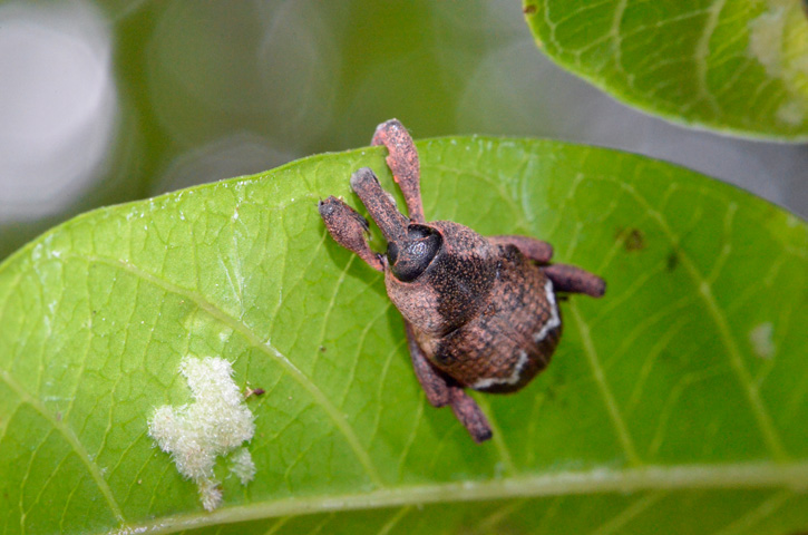 ヒラヤマナガメゾウムシ