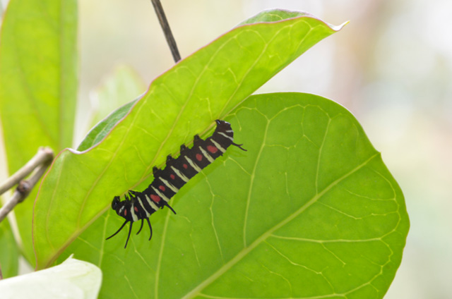 オオゴマダラ幼虫