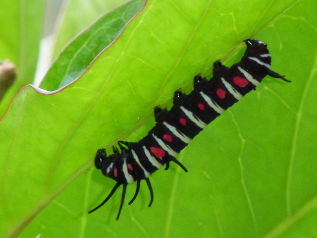 オオゴマダラ幼虫