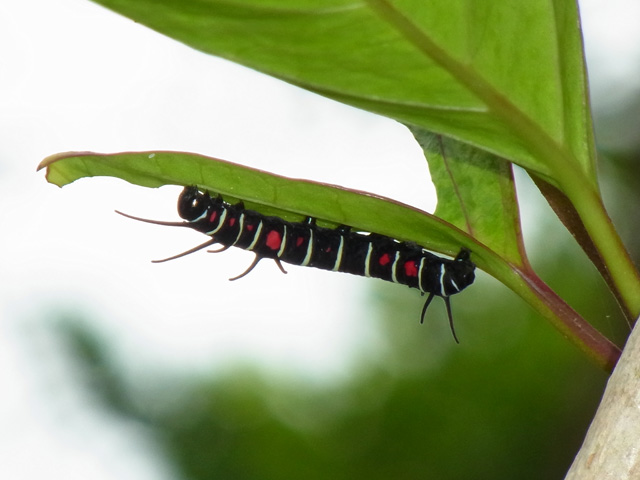 オオゴマダラ幼虫