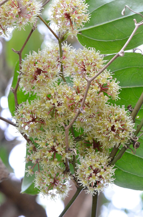 オキナワサルトリイバラ花