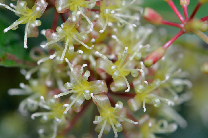 オキナワサルトリイバラ花
