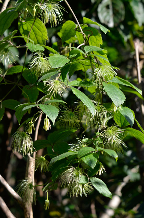 ビロードボタンヅル種