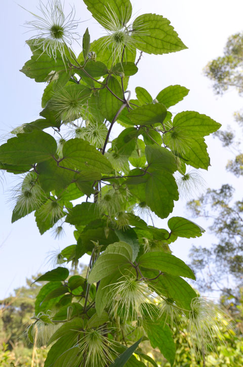 ビロードボタンヅル種