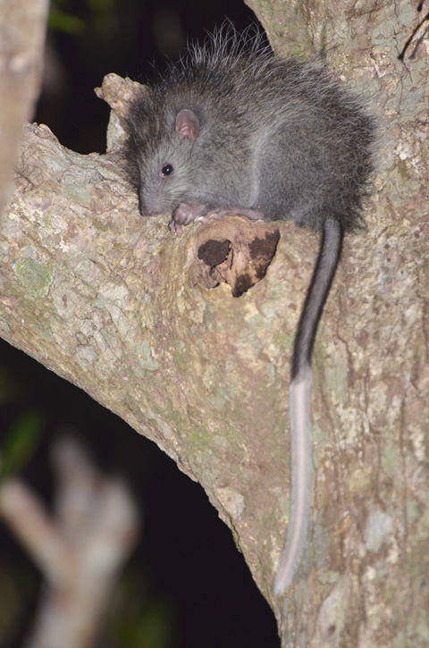 ケナガネズミ幼獣