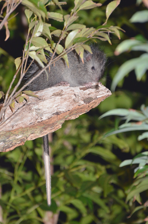 ケナガネズミ幼獣