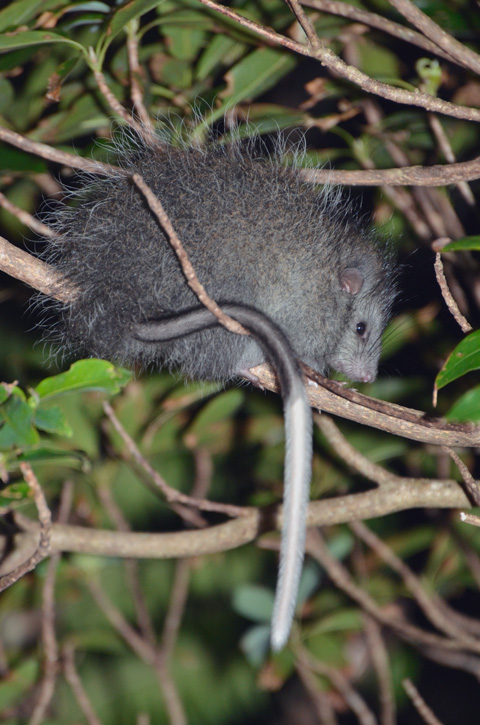 ケナガネズミ幼獣