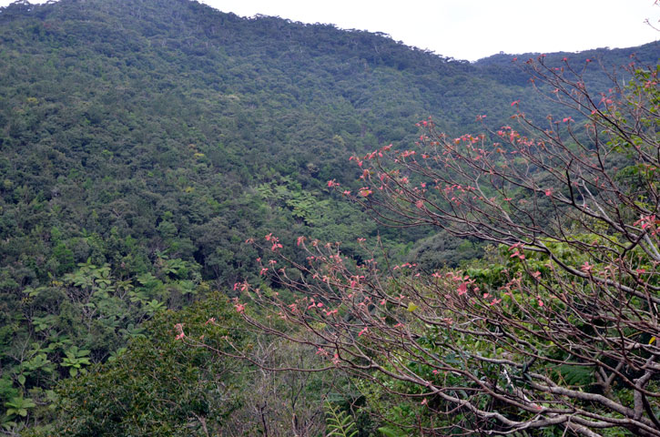 アカメガシワ芽吹き