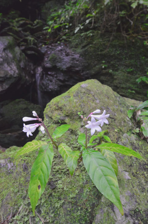 サツマイナモリ