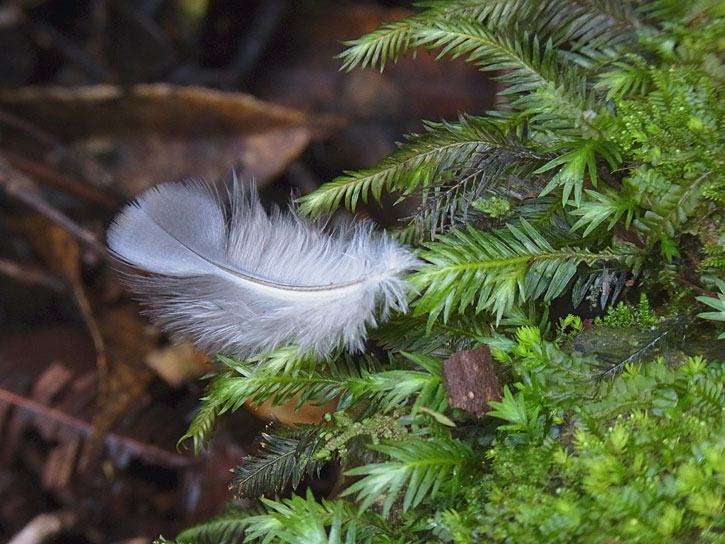 ヤンバルクイナ羽毛