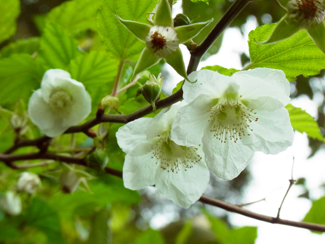 リュウキュウイチゴ