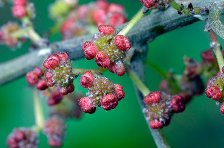 ヤナギイチゴ雌花と雄花蕾