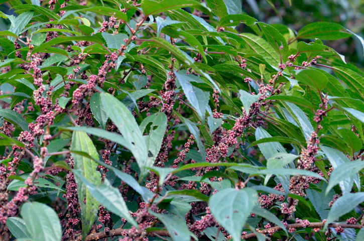 ヤナギイチゴ雄花蕾？