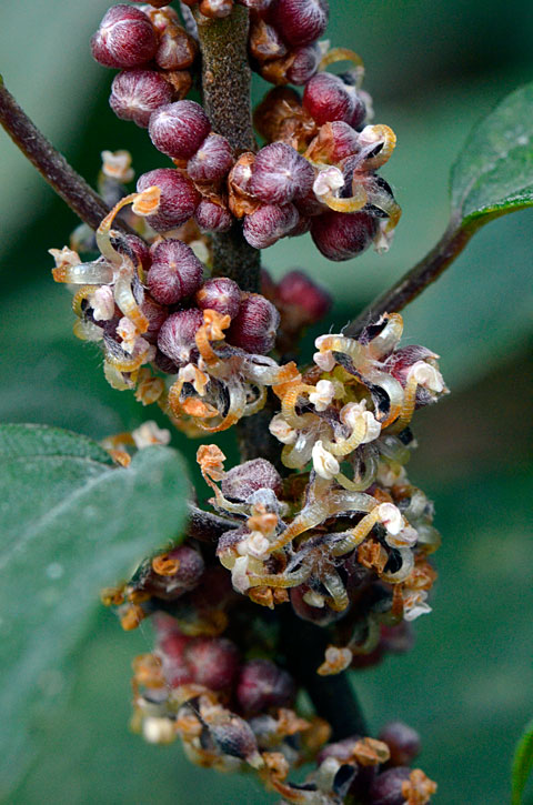 ヤナギイチゴ雄花？