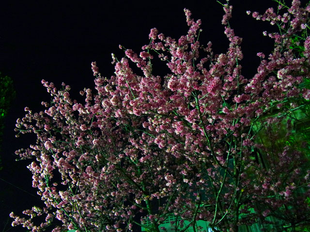 夜桜