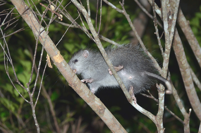 ケナガネズミ幼獣