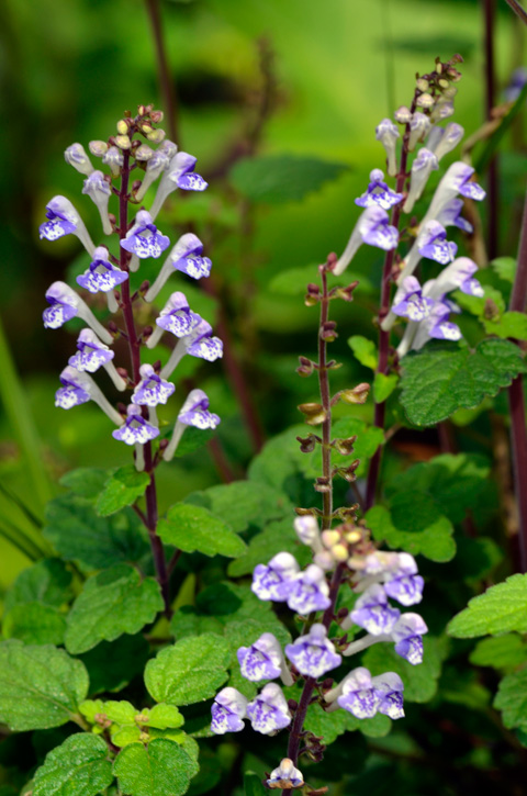 アカボシタツナミソウ