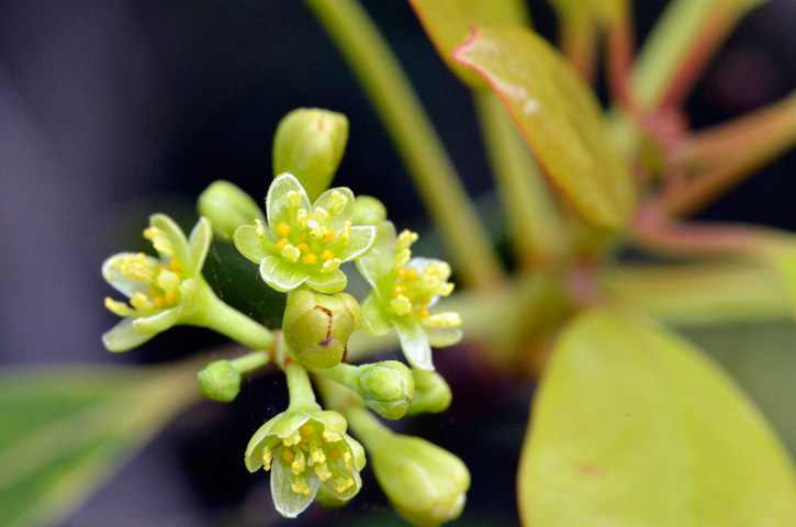 タブノキ花
