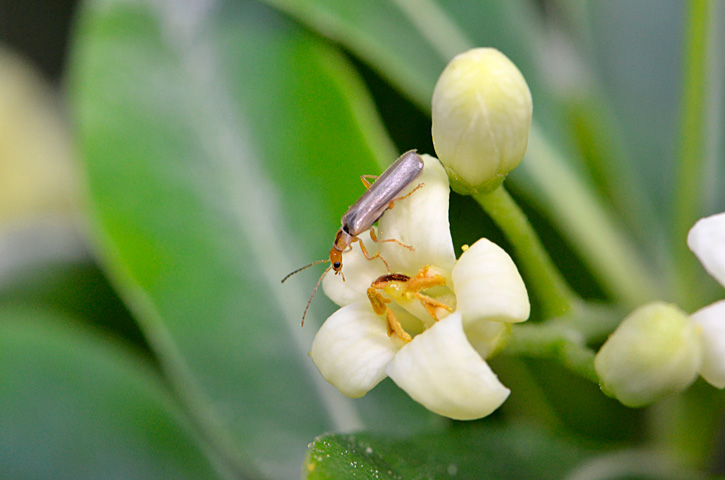 ジョウカイボンの一種