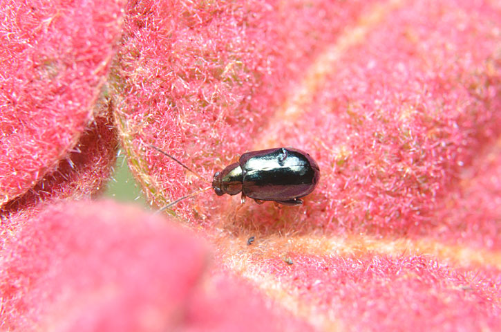 タイワンツブノミハムシ