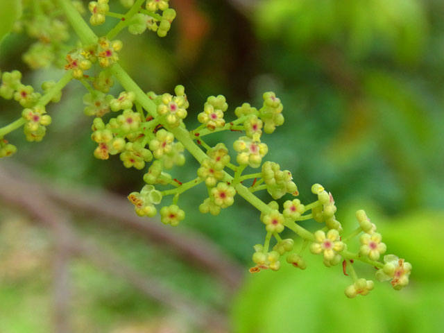 アカギ雄花開花