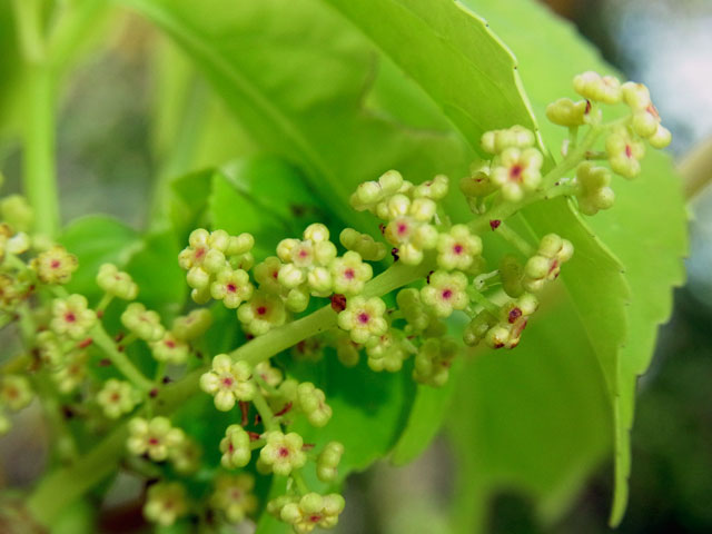 アカギ雄花の蕾