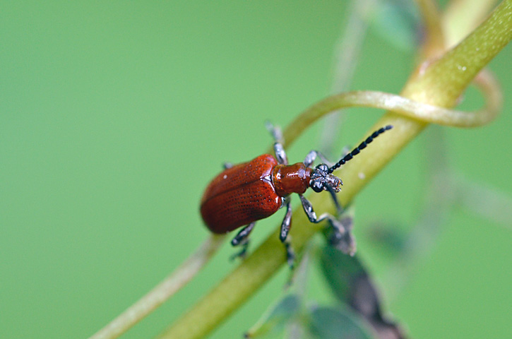 オキナワクビナガハムシ