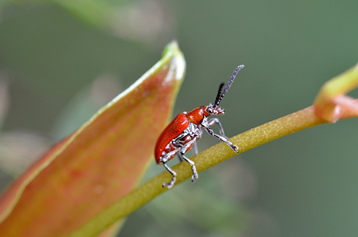 オキナワクビナガハムシ