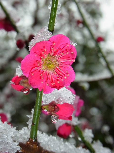 紅梅