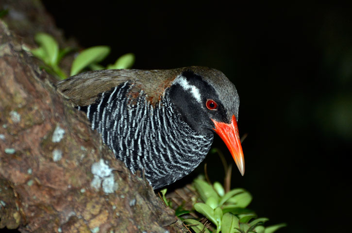 ヤンバルクイナ