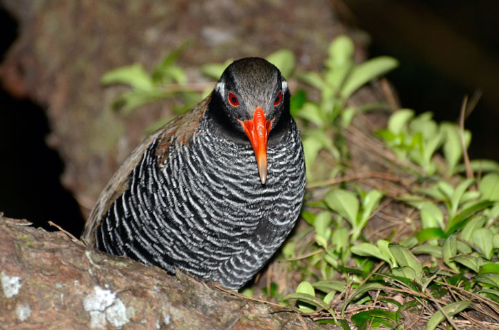 ヤンバルクイナ