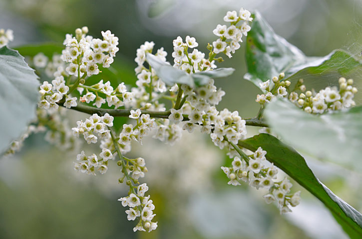 シマイズセンリョウ
