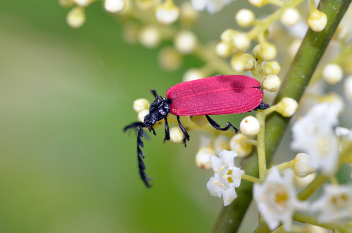 オオシマカクムネベニボタル
