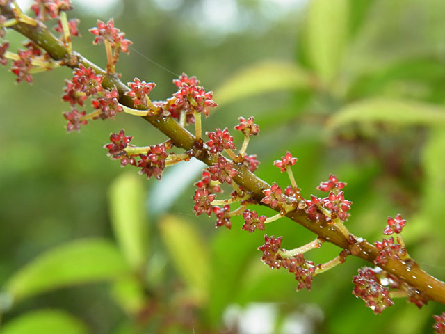 ハドノキ雌花開花終了