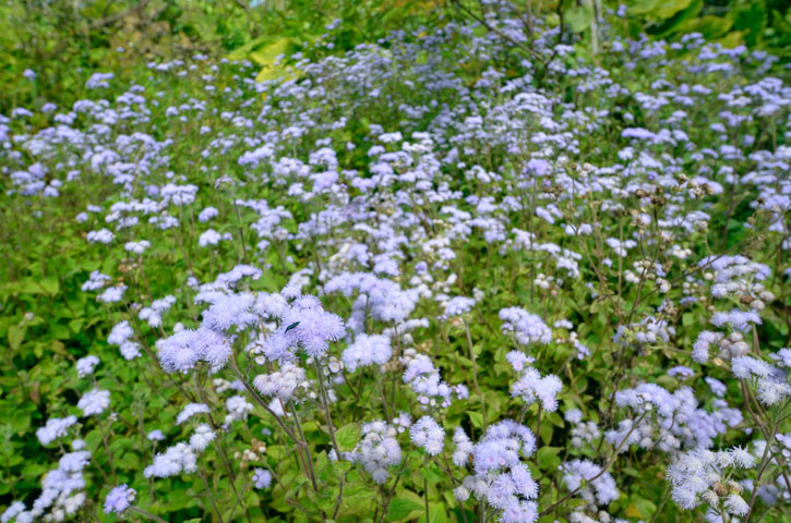 ムラサキカッコウアザミ