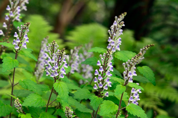 アカボシタツナミソウ
