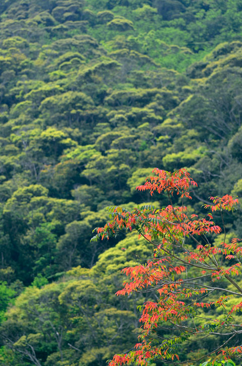 新緑とハゼノキ紅葉