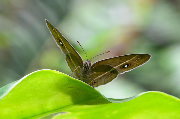 リュウキュウヒメジャノメ
