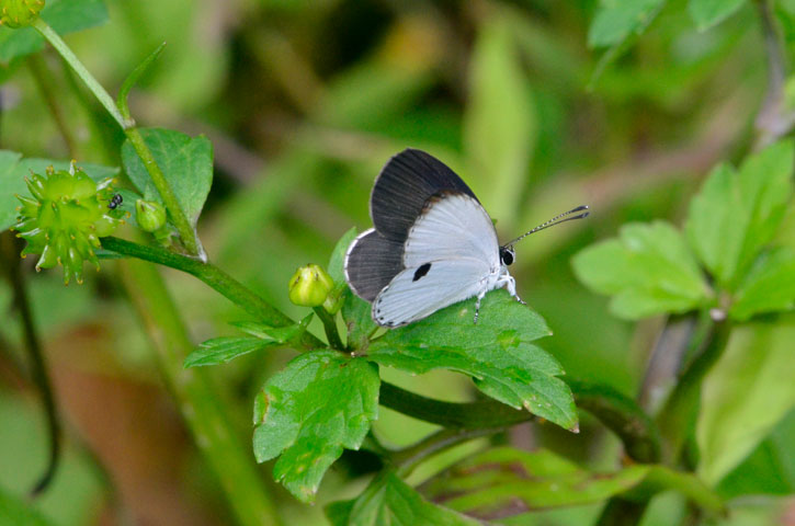 リュウキュウウラボシシジミ