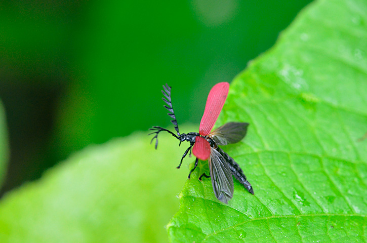 オオシマカクムネベニボタル