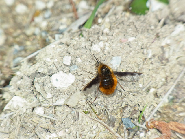 ビロードツリアブ産卵行動