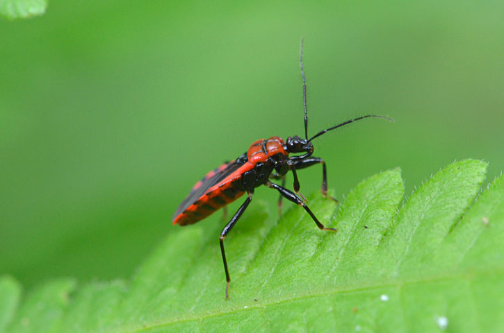 アカシマサシガメ