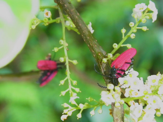 オオシマカクムネベニボタル